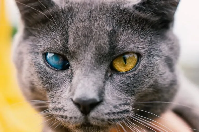 Chat souffrant de cataracte