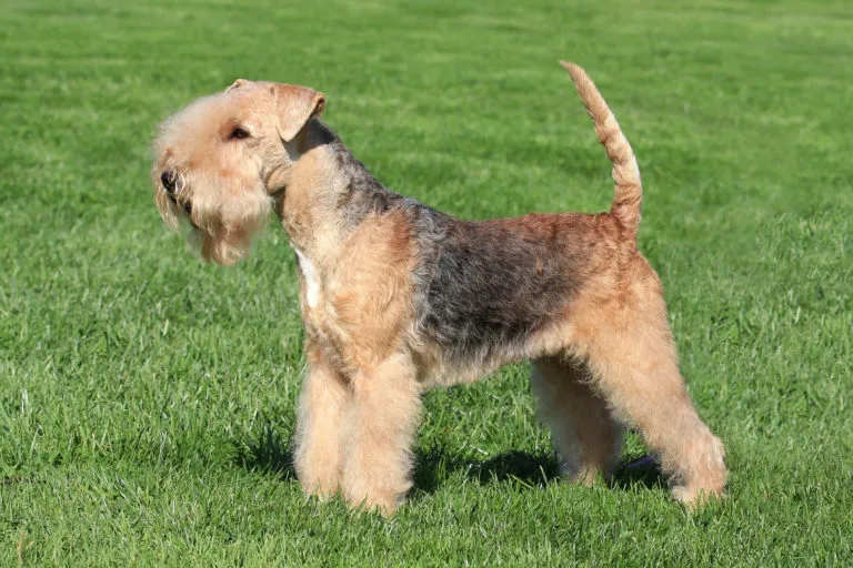 Lakeland Terrier de profil