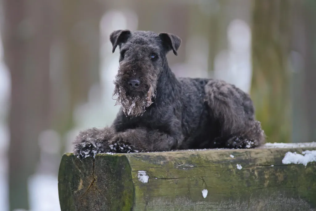 Lakeland terrier allongé sur un tronc