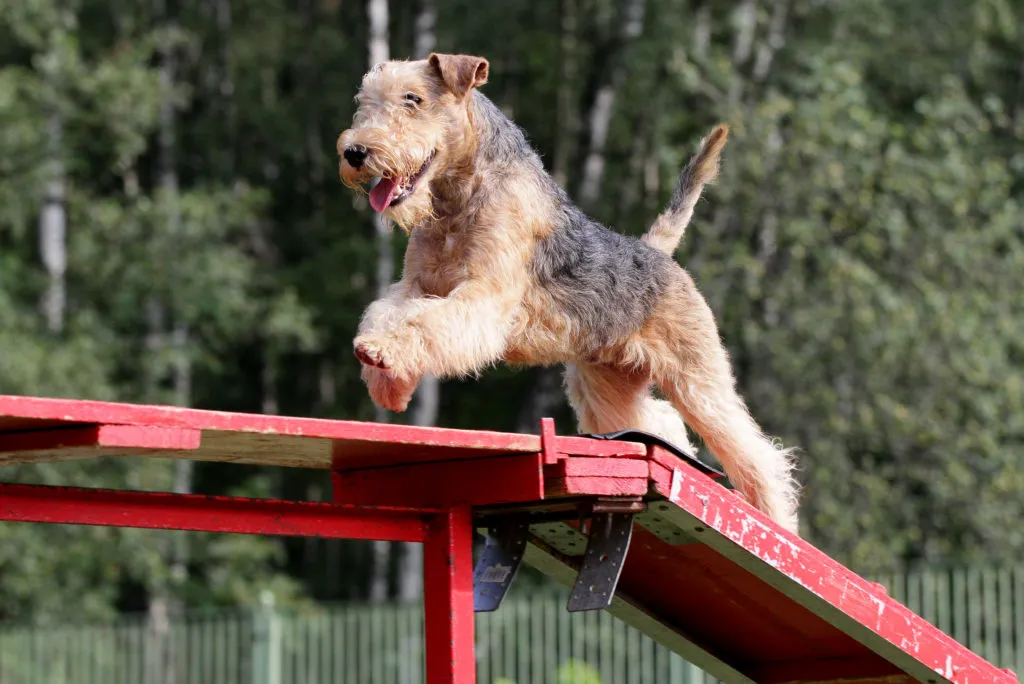 Lakeland terrier en pleine séance d'agility