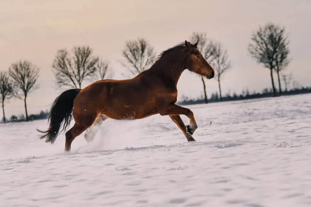 Un Franches-Montagnes galope dans la neige