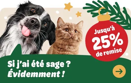 Chien et chat sur une bannière publicitaire pour une campagne de Noël