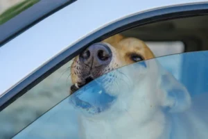 Chaleur et voiture : quand et comment intervenir pour sauver un chien ?