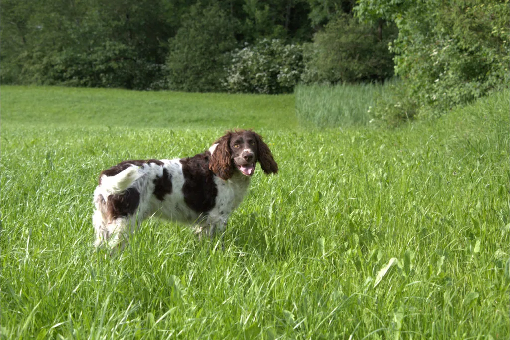 wachtelhund allemand dans l'herbe